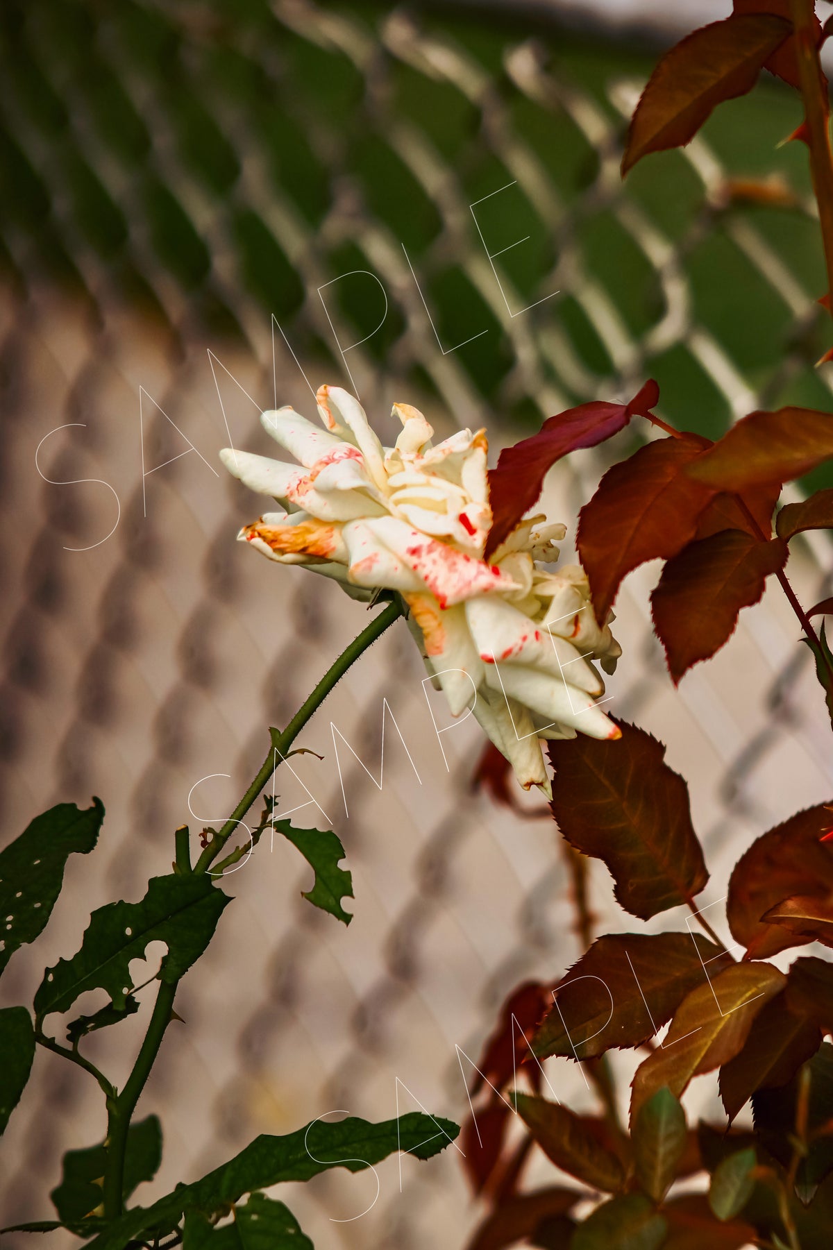 A Touch of Fall