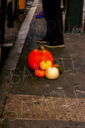 Pumpkin Season