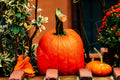 Harvest Season