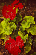 Red Bloom
