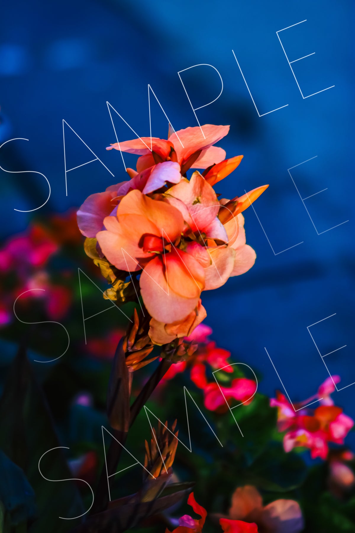 Night Flower