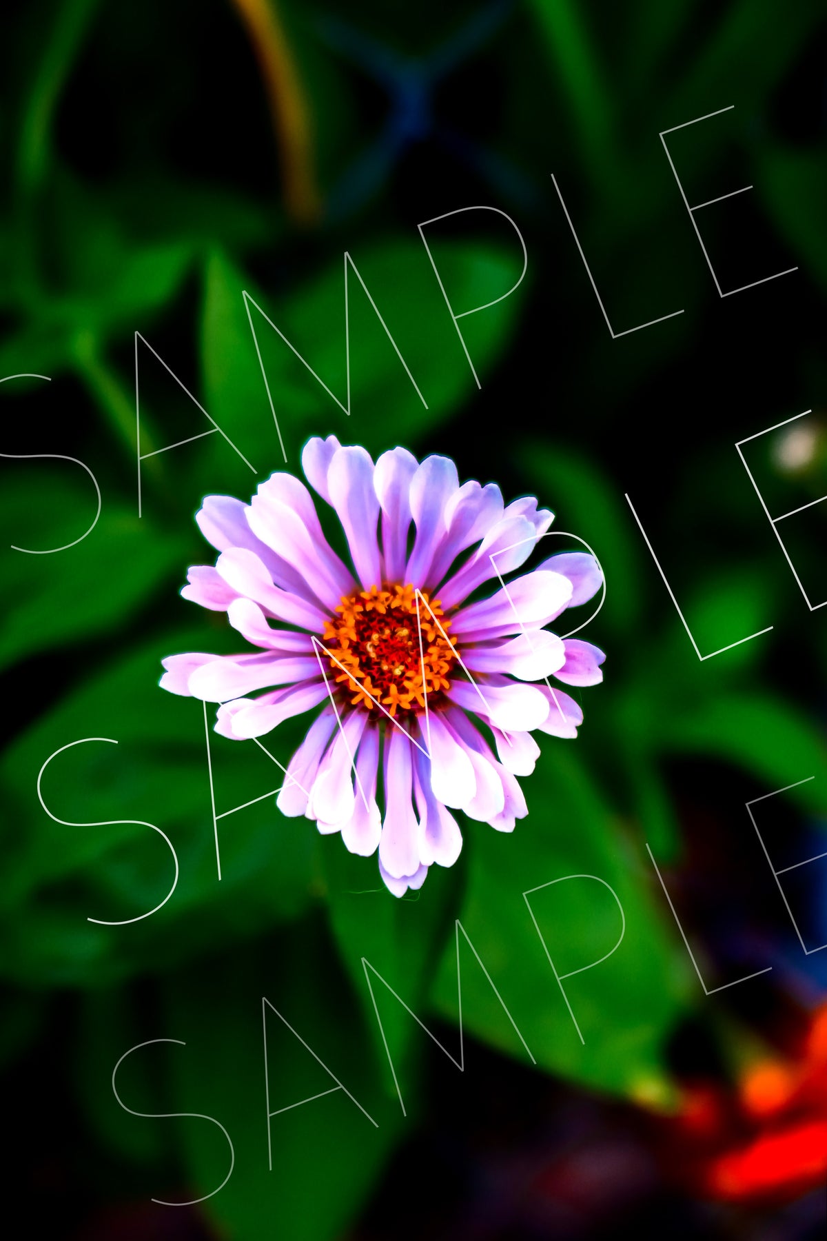 August Bloom